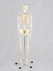 Model anatomic - Schelet uman