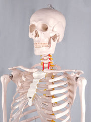 Model anatomic - Schelet uman