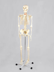 Model anatomic - Schelet uman